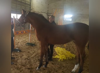 Duits sportpaard, Merrie, 3 Jaar, 168 cm, Bruin