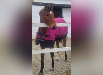 Duits sportpaard, Merrie, 3 Jaar, 168 cm, Bruin