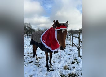 Duits sportpaard, Merrie, 3 Jaar, 168 cm, Bruin