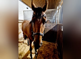 Duits sportpaard, Merrie, 3 Jaar, 168 cm, Bruin