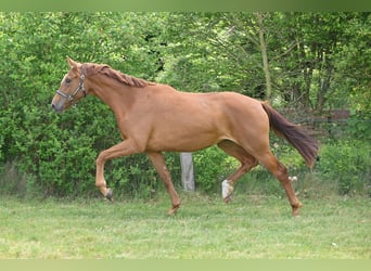 Duits sportpaard, Merrie, 3 Jaar, 168 cm, Vos