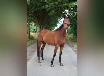 Duits sportpaard, Merrie, 3 Jaar, 170 cm, Bruin