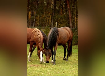 Duits sportpaard, Merrie, 3 Jaar, 170 cm, Donkere-vos