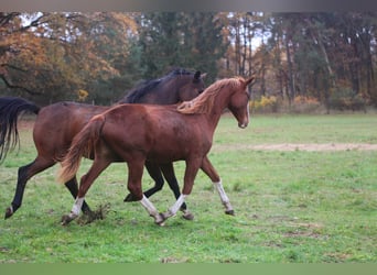 Duits sportpaard, Merrie, 3 Jaar, 170 cm, Donkere-vos