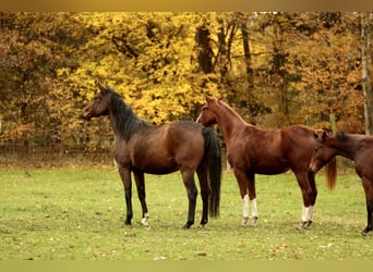 Duits sportpaard, Merrie, 3 Jaar, 170 cm, Donkere-vos