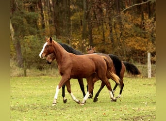 Duits sportpaard, Merrie, 3 Jaar, 170 cm, Donkere-vos