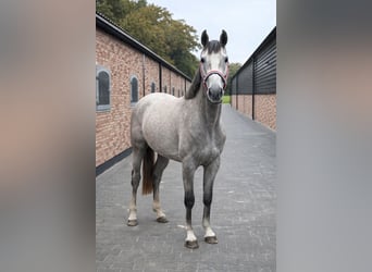 Duits sportpaard, Merrie, 3 Jaar, 170 cm, Falbe