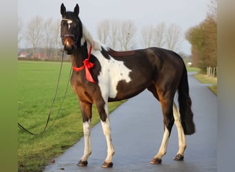 Duits sportpaard, Merrie, 3 Jaar, 170 cm, Gevlekt-paard