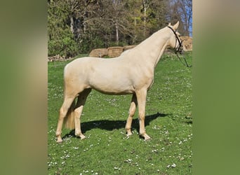 Duits sportpaard, Merrie, 3 Jaar, 170 cm, Palomino