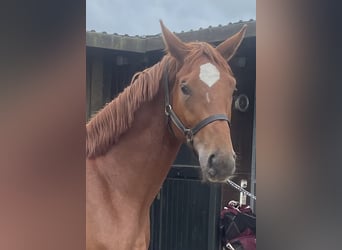 Duits sportpaard, Merrie, 3 Jaar, 170 cm, Vos