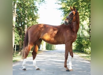 Duits sportpaard, Merrie, 3 Jaar, 170 cm, Vos