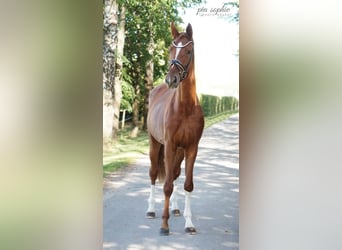 Duits sportpaard, Merrie, 3 Jaar, 170 cm, Vos