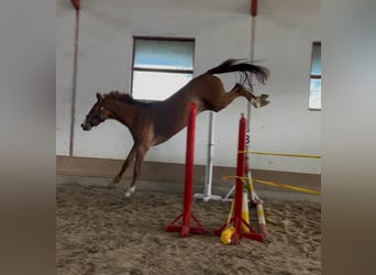 Duits sportpaard, Merrie, 3 Jaar, 170 cm, Vos