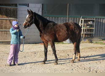 Duits sportpaard, Merrie, 3 Jaar, 171 cm, Donkerbruin