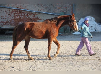 Duits sportpaard, Merrie, 3 Jaar, 171 cm, Vos