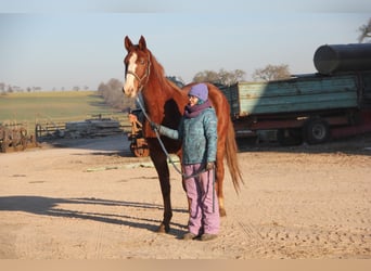 Duits sportpaard, Merrie, 3 Jaar, 171 cm, Vos