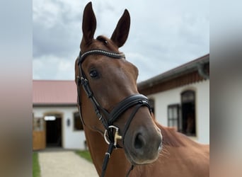 Duits sportpaard, Merrie, 3 Jaar, 172 cm, Vos