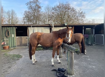 Duits sportpaard, Merrie, 3 Jaar, 174 cm, Vos