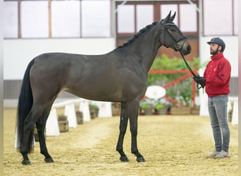 Duits sportpaard, Merrie, 3 Jaar, Donkerbruin