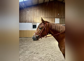 Duits sportpaard, Merrie, 3 Jaar, Vos
