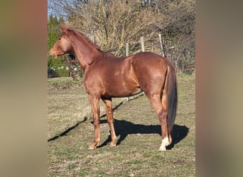 Duits sportpaard, Merrie, 3 Jaar, Vos