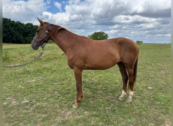 Duits sportpaard, Merrie, 3 Jaar, Vos