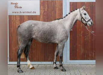 Duits sportpaard, Merrie, 4 Jaar, 150 cm, Schimmel