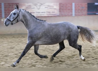 Duits sportpaard, Merrie, 4 Jaar, 150 cm, Schimmel