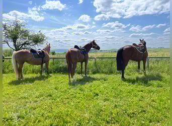 Duits sportpaard, Merrie, 4 Jaar, 153 cm, Vos