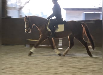 Duits sportpaard, Merrie, 4 Jaar, 157 cm, Donkere-vos