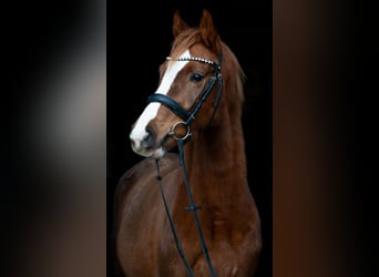 Duits sportpaard, Merrie, 4 Jaar, 157 cm, Donkere-vos