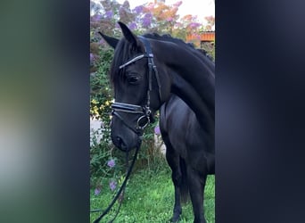 Duits sportpaard, Merrie, 4 Jaar, 157 cm, Zwart