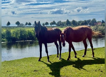 Duits sportpaard, Merrie, 4 Jaar, 158 cm, Bruin