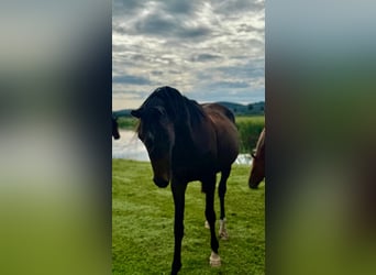 Duits sportpaard, Merrie, 4 Jaar, 158 cm, Bruin