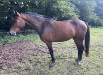 Duits sportpaard, Merrie, 4 Jaar, 158 cm, Bruin