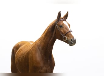 Duits sportpaard, Merrie, 4 Jaar, 159 cm, Vos