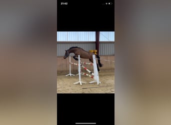 Duits sportpaard, Merrie, 4 Jaar, 160 cm, Brauner