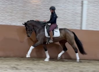 Duits sportpaard, Merrie, 4 Jaar, 160 cm, Donkerbruin