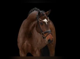 Duits sportpaard, Merrie, 4 Jaar, 160 cm, Donkerbruin