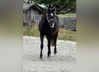 Duits sportpaard, Merrie, 4 Jaar, 160 cm, Zwart