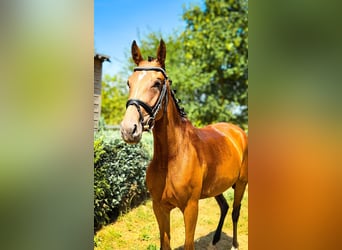 Duits sportpaard, Merrie, 4 Jaar, 161 cm, Bruin