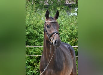 Duits sportpaard, Merrie, 4 Jaar, 162 cm, Bruin