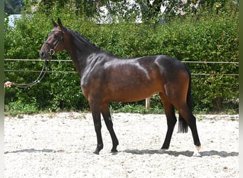 Duits sportpaard, Merrie, 4 Jaar, 162 cm, Bruin