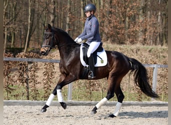 Duits sportpaard, Merrie, 4 Jaar, 162 cm, Donkerbruin
