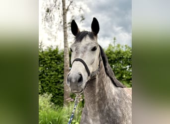 Duits sportpaard, Merrie, 4 Jaar, 163 cm, Appelschimmel