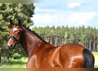 Duits sportpaard, Merrie, 4 Jaar, 163 cm, Bruin