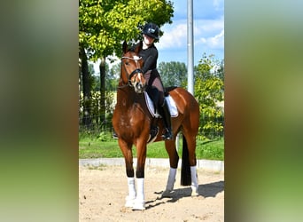 Duits sportpaard, Merrie, 4 Jaar, 163 cm, Bruin