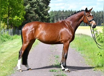 Duits sportpaard, Merrie, 4 Jaar, 163 cm, Bruin