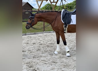 Duits sportpaard, Merrie, 4 Jaar, 163 cm, Bruin