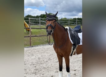 Duits sportpaard, Merrie, 4 Jaar, 163 cm, Bruin